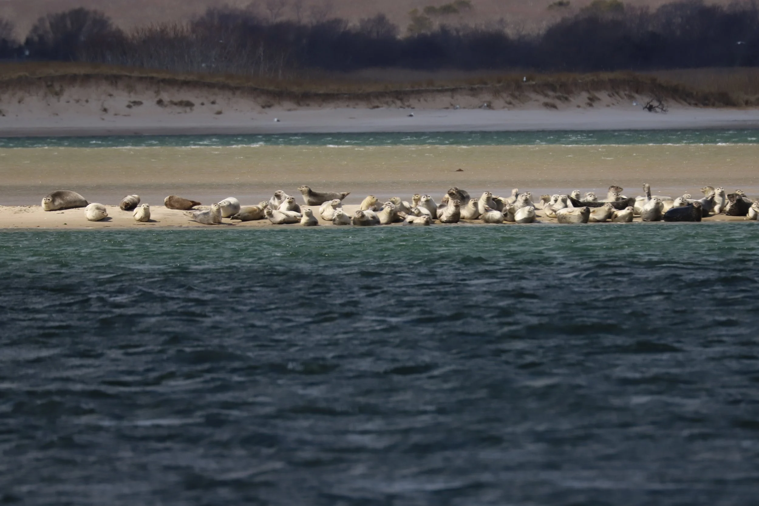 AMSEAS Harbor Seals Hauled Out Moriches Bay