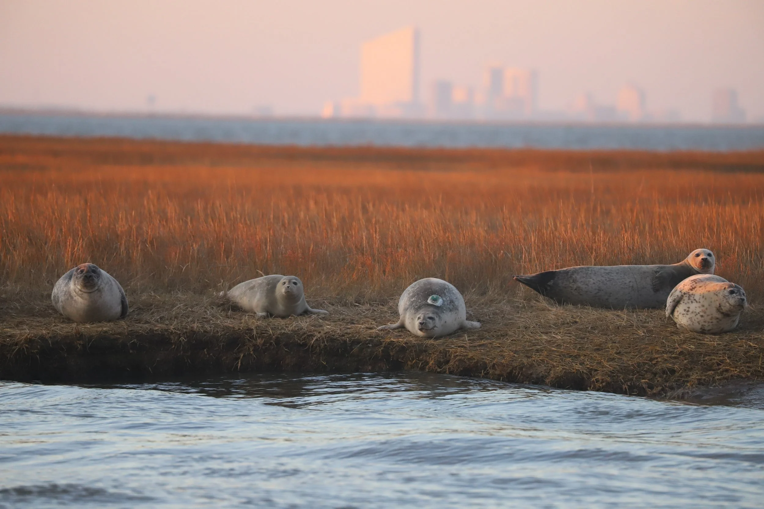AMSEAS Harbor Seals Hauled Out on Marsh NJ
