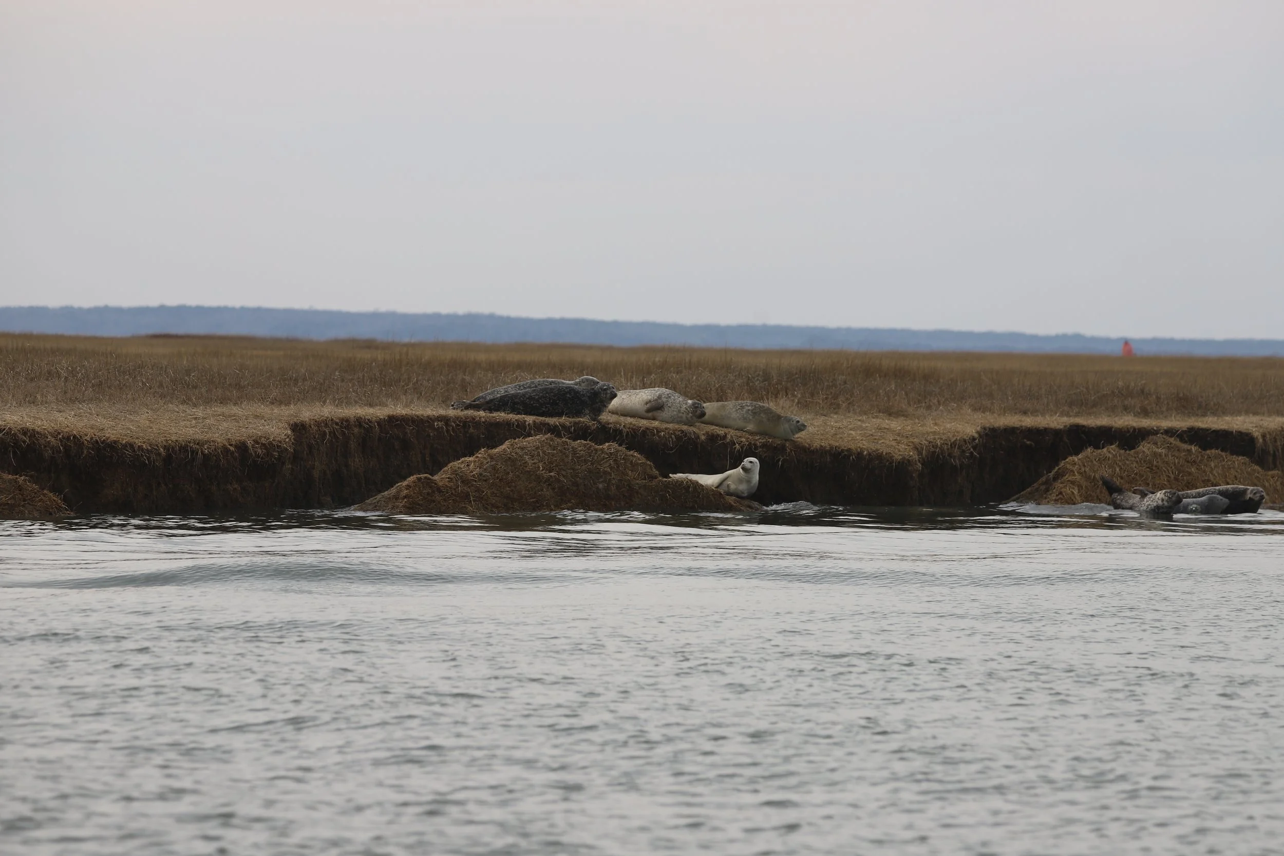 AMSEAS Seals on Great Bay Haul Out Site
