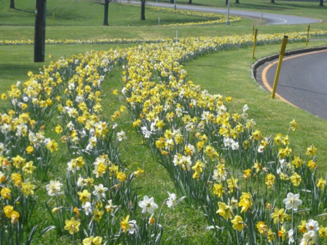 2013 Participated in planting 1 million bulbs throughout Bucks County and surrounding areas.