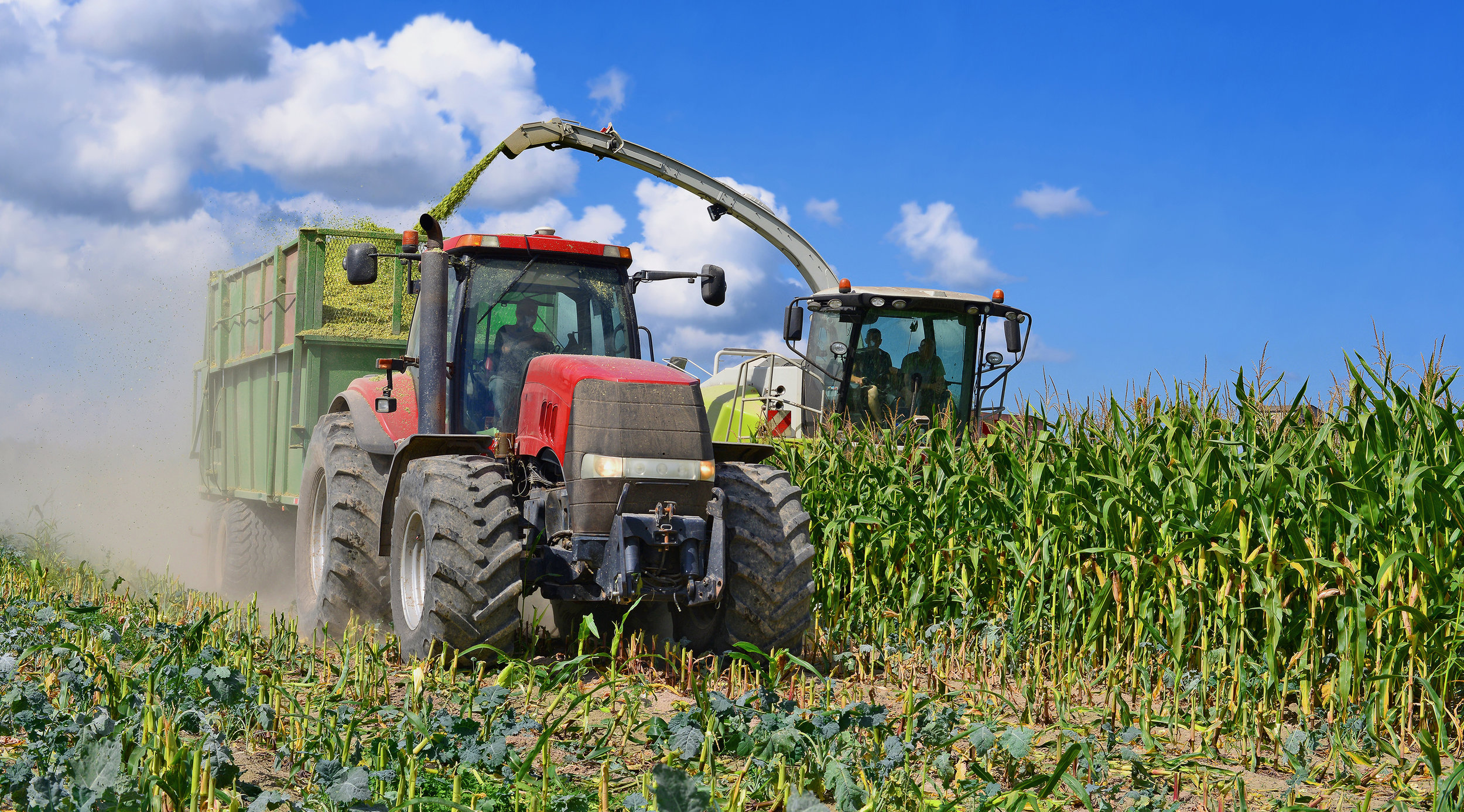 Growing maize for silage?