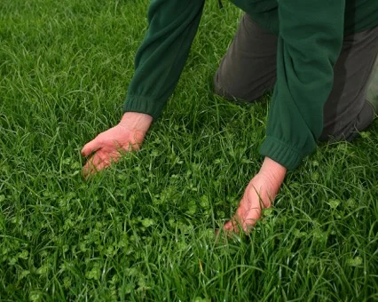 quality_field.jpg