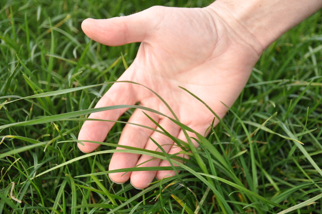 Giving grass a helping hand with an arable approach 