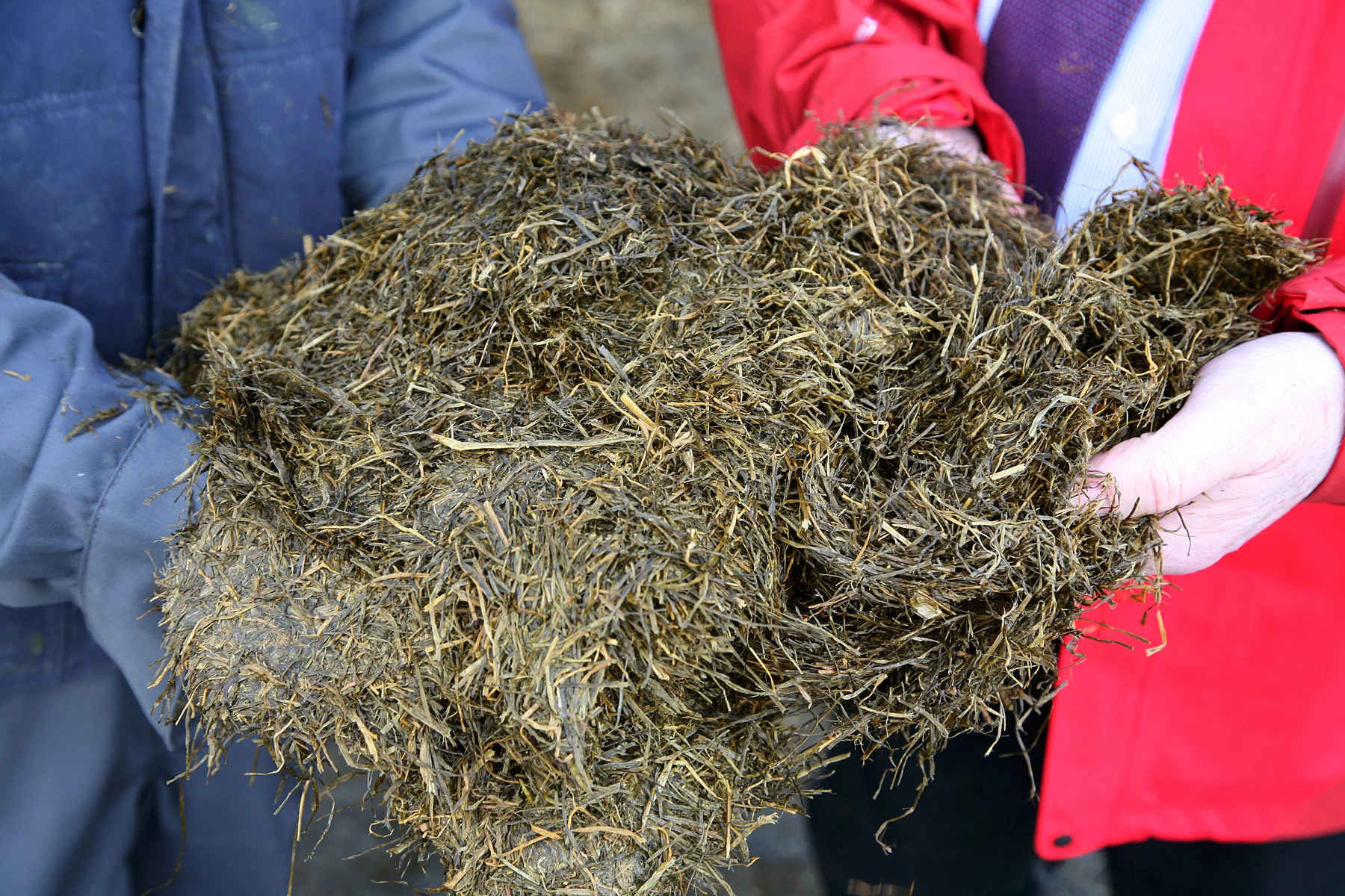 Free Silage Consultation | Making Silage | Cut to Clamp — Cut to clamp