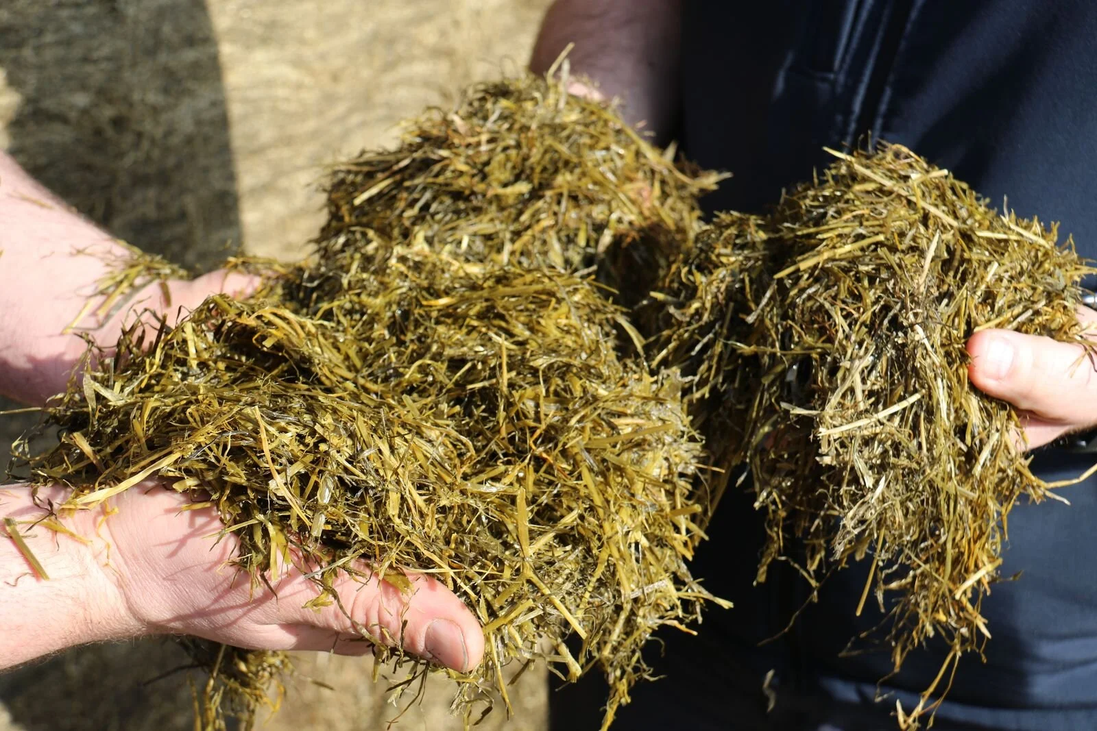 Strategies for silage shortfalls
