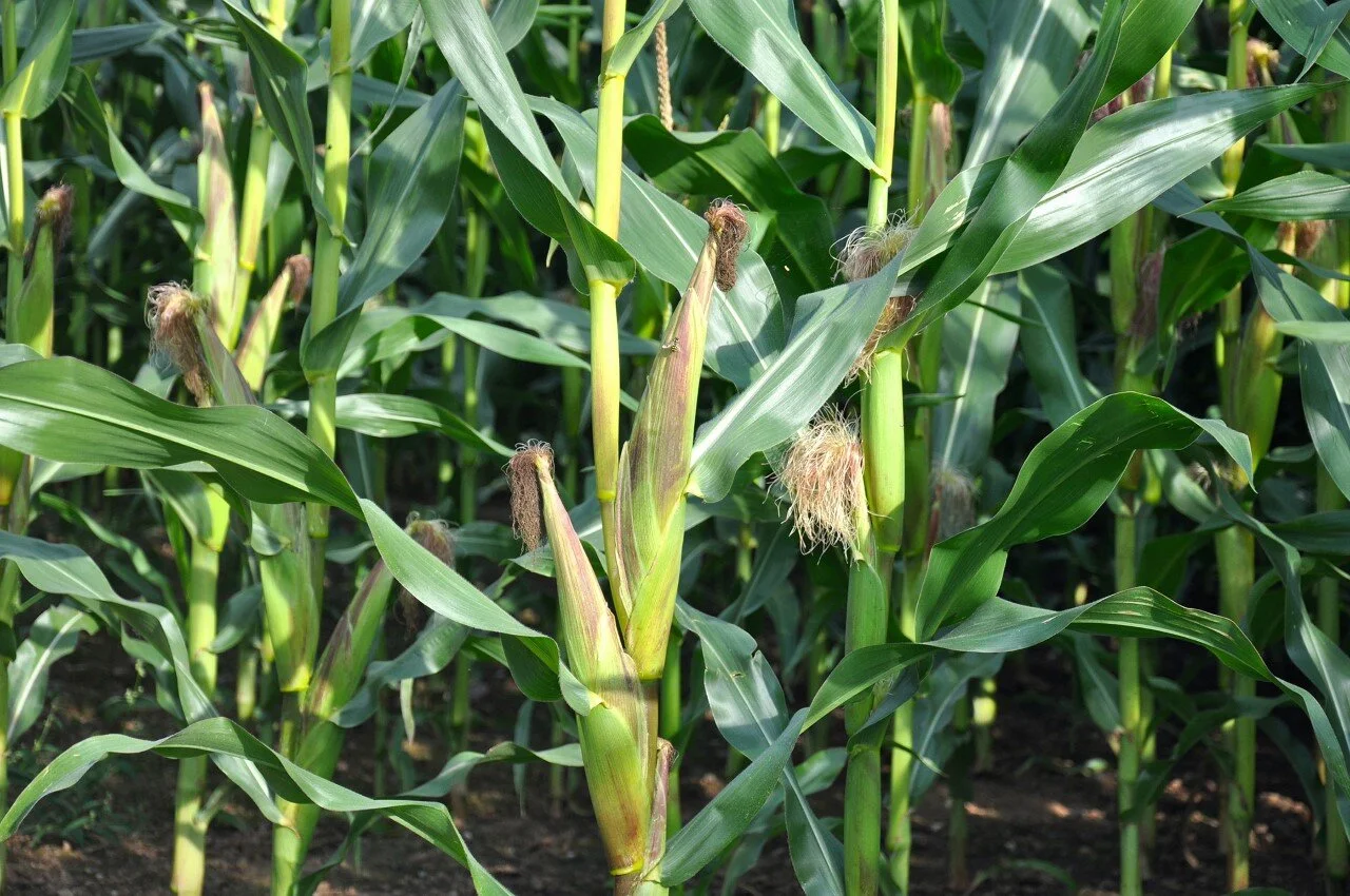 Harvest checklist to help farmers capitalise on sustainability of maize