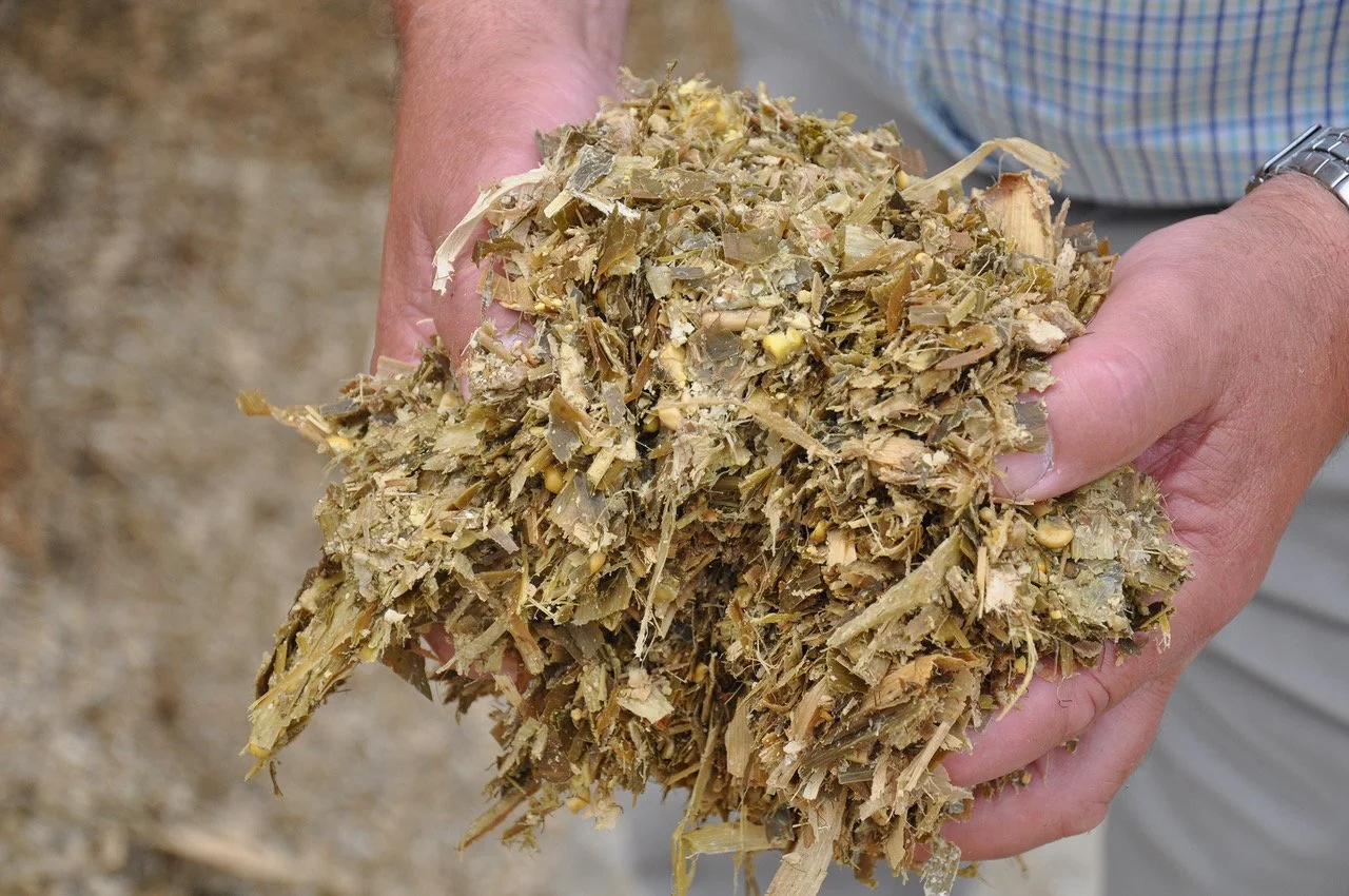 Good maize potential offers dairy farmers an opportunity