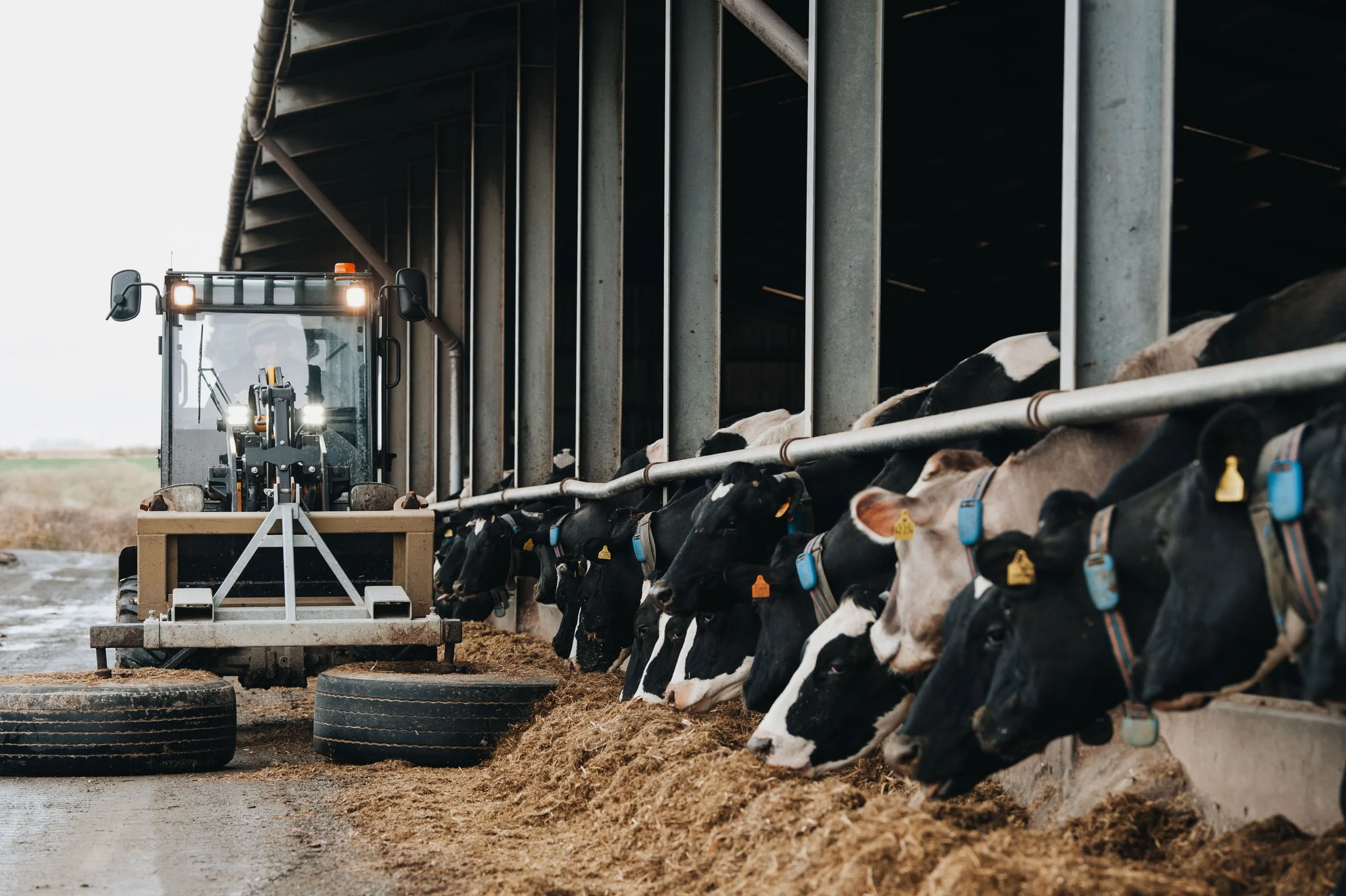 Better silage supports cost effective yield increase