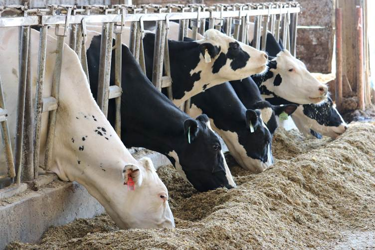 Feeding ‘cool’ to keep dairy cows cool during hot weather