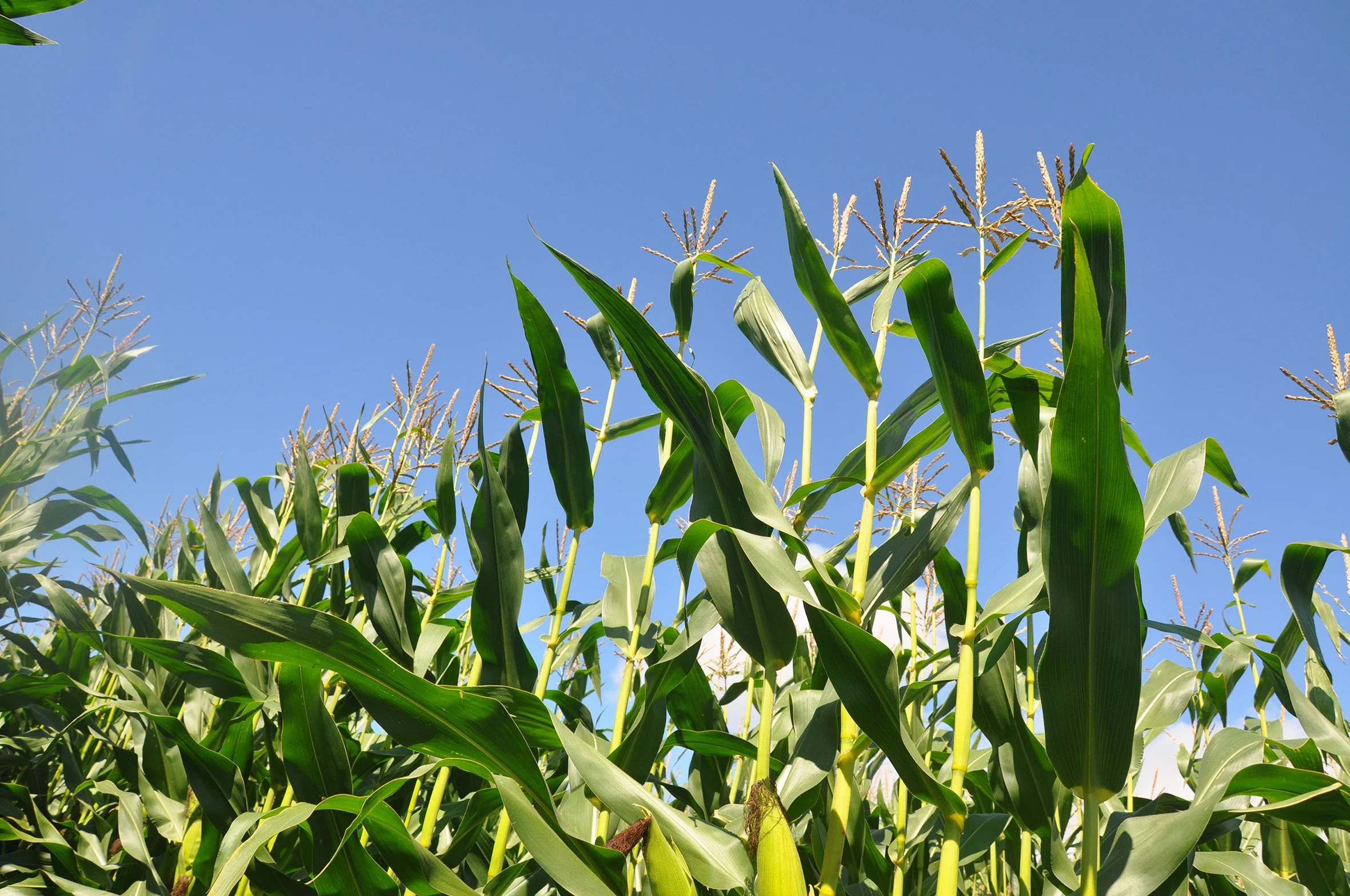 Assess maize crops now for harvest readiness