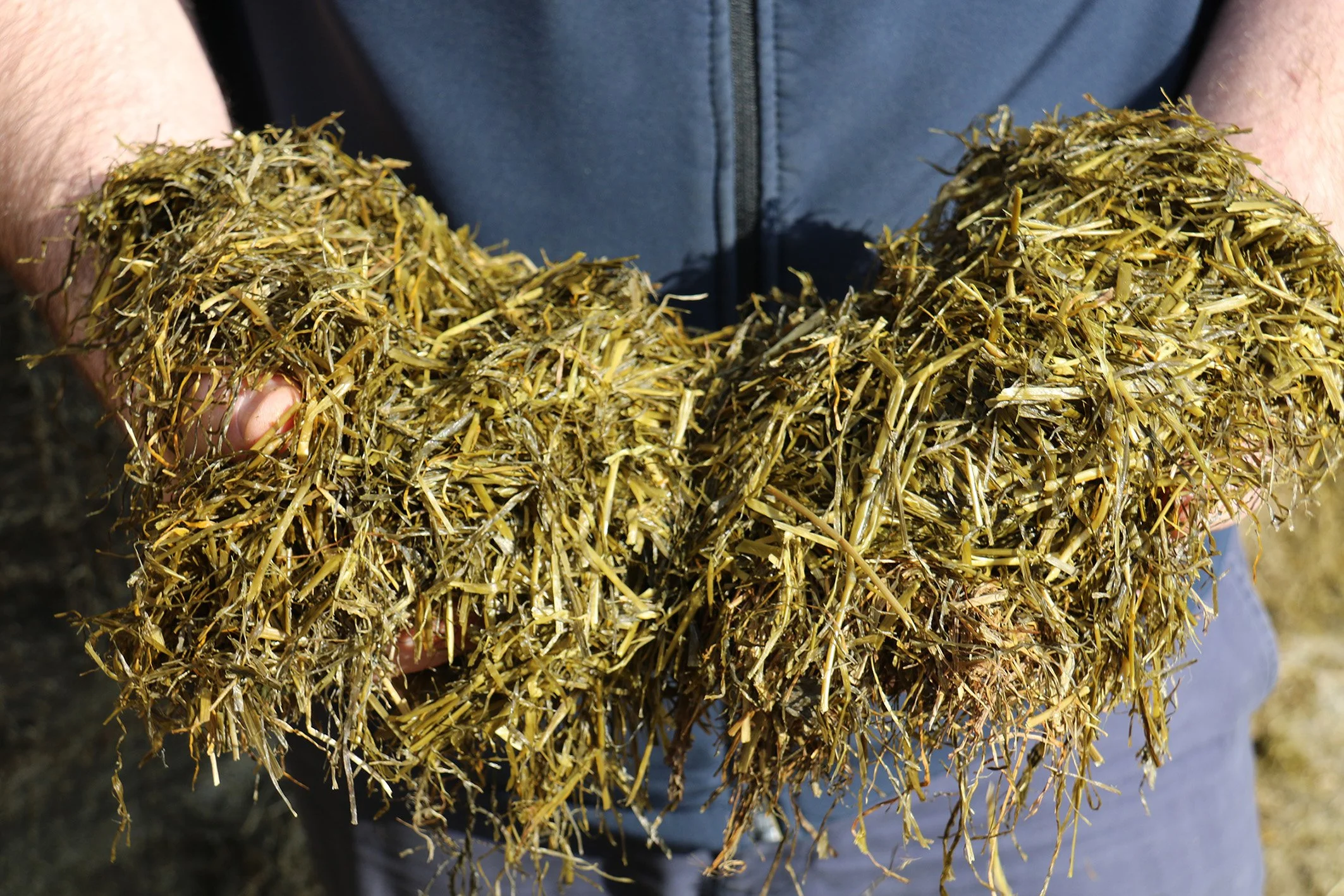 New series to provide tips for best practice silage making — Cut to clamp