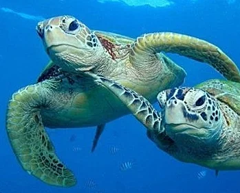 Green sea turtles