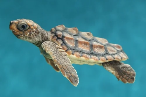 baby-sea-turtle.jpg