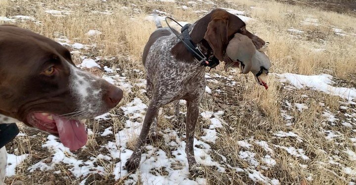 Bird hog&mdash;doubling up on some big ol&rsquo; wild devil birds 

#chukar #chukarchasers #birddogs #double #doubleUP #doubles #doubledown