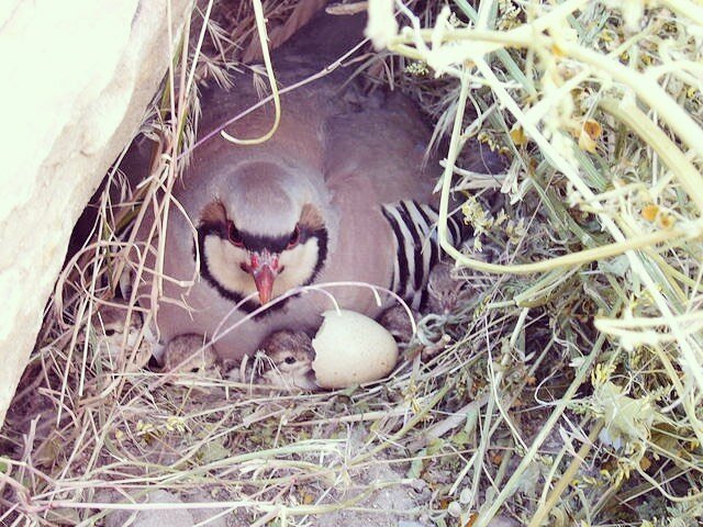 H A P P Y | E A S T E R

Hopefully some &ldquo;Easter eggs&rdquo; are found and the chukar eggs are left alone, and a promising hatch this spring&mdash;especially considering the wild winter that seemed never ending out West

(PC: unknown)

#chukar #