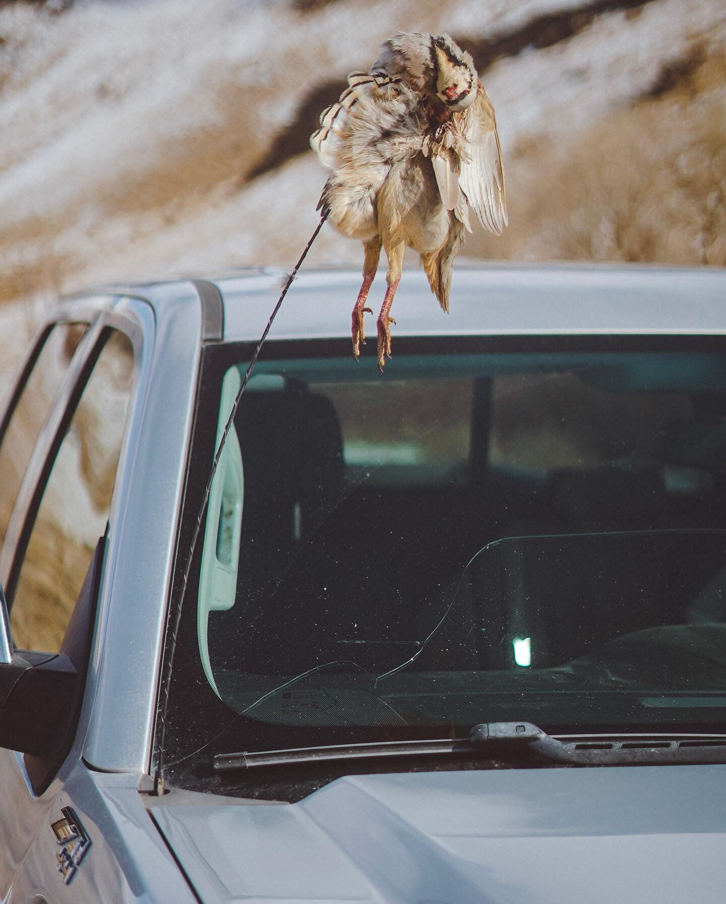 &ldquo;Crowd&rdquo; Chasing is not worth it&mdash;there&rsquo;s a serious SAFETY element (both human and birddog) and an absolute RESPECT element&mdash;don&rsquo;t suck at life, birds on a tailgate aren&rsquo;t worth it&mdash;find another spot (or si