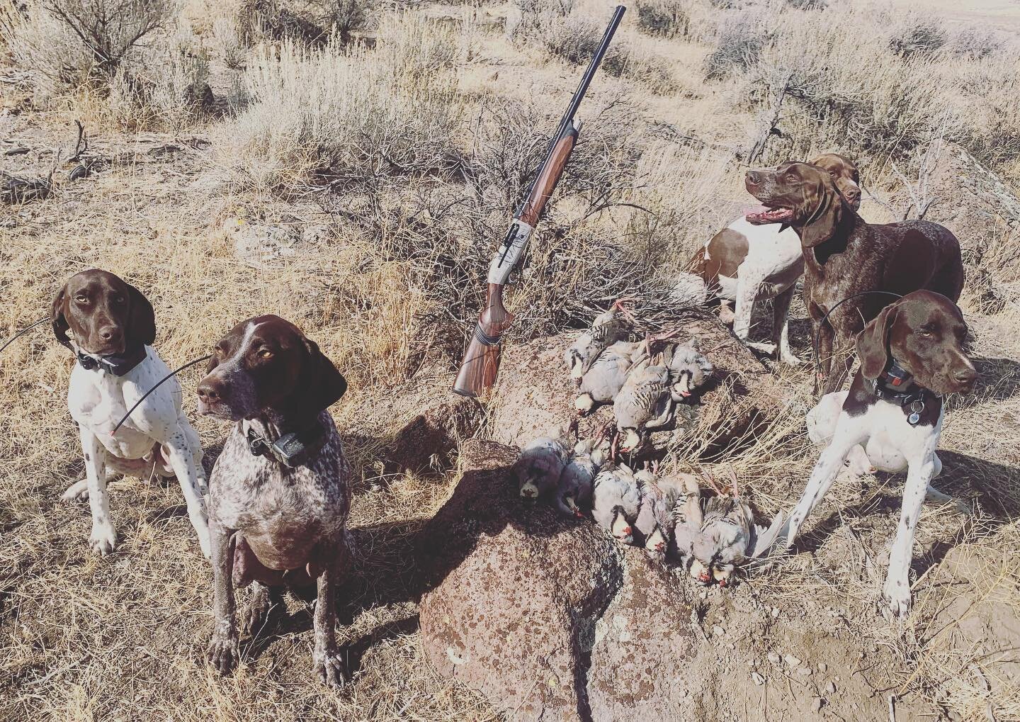 Pack-o-Pointers&mdash;Germans and Frenchies with some early season finds on wild devil birds

#chukar #chukarchasers #packofdogs #birddogs #gundog #huntingdogs #pointers