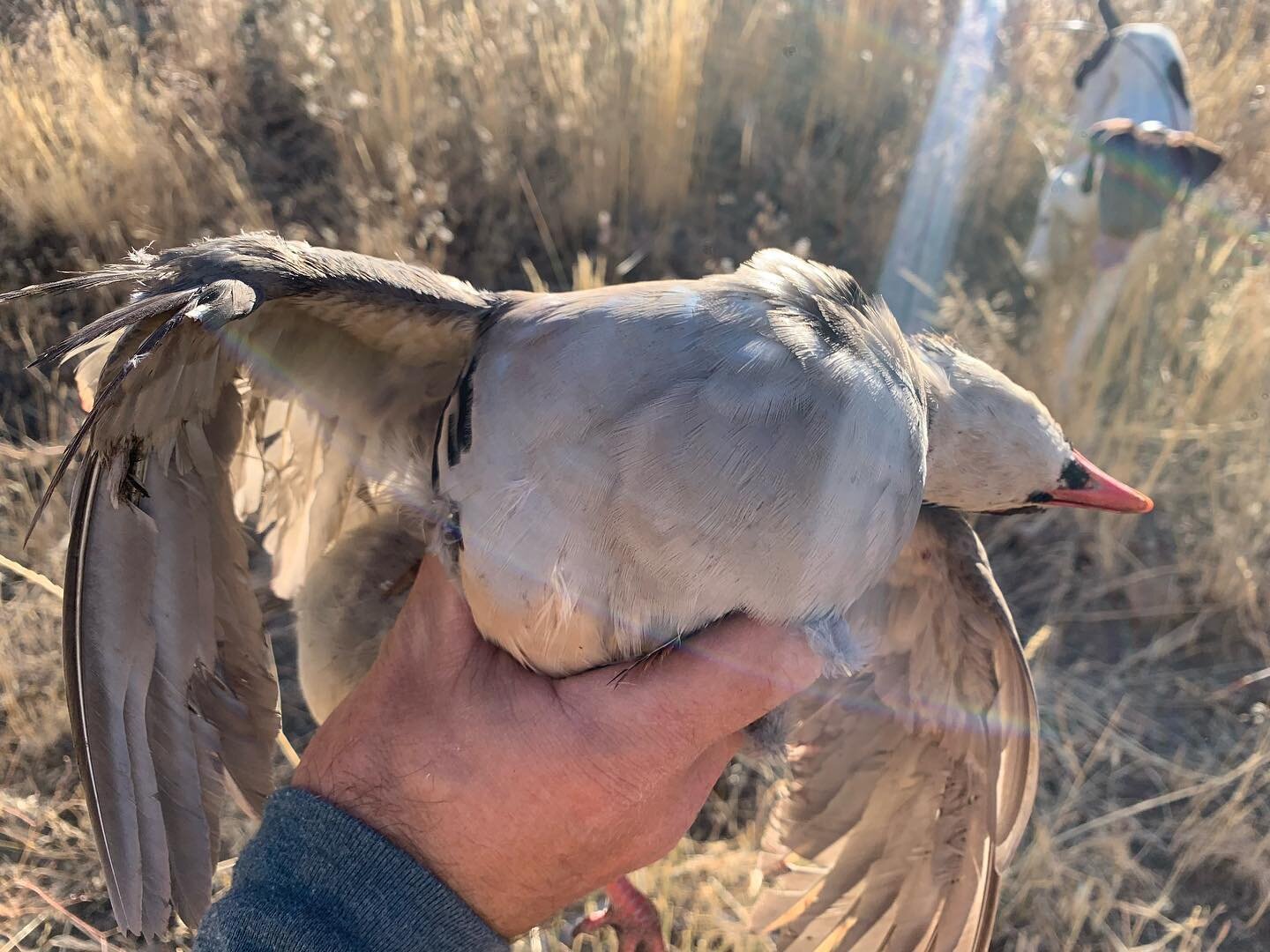 That Prey Drive&mdash;&ldquo;Desire for game is what will keep a dog hunting. It&rsquo;s what keeps them focused, intent and keeps them going&rdquo; &mdash; R. Smith @ronniesmithkennels 

#chukar #chukarchasers #Birders #preydrive #motivated #focused