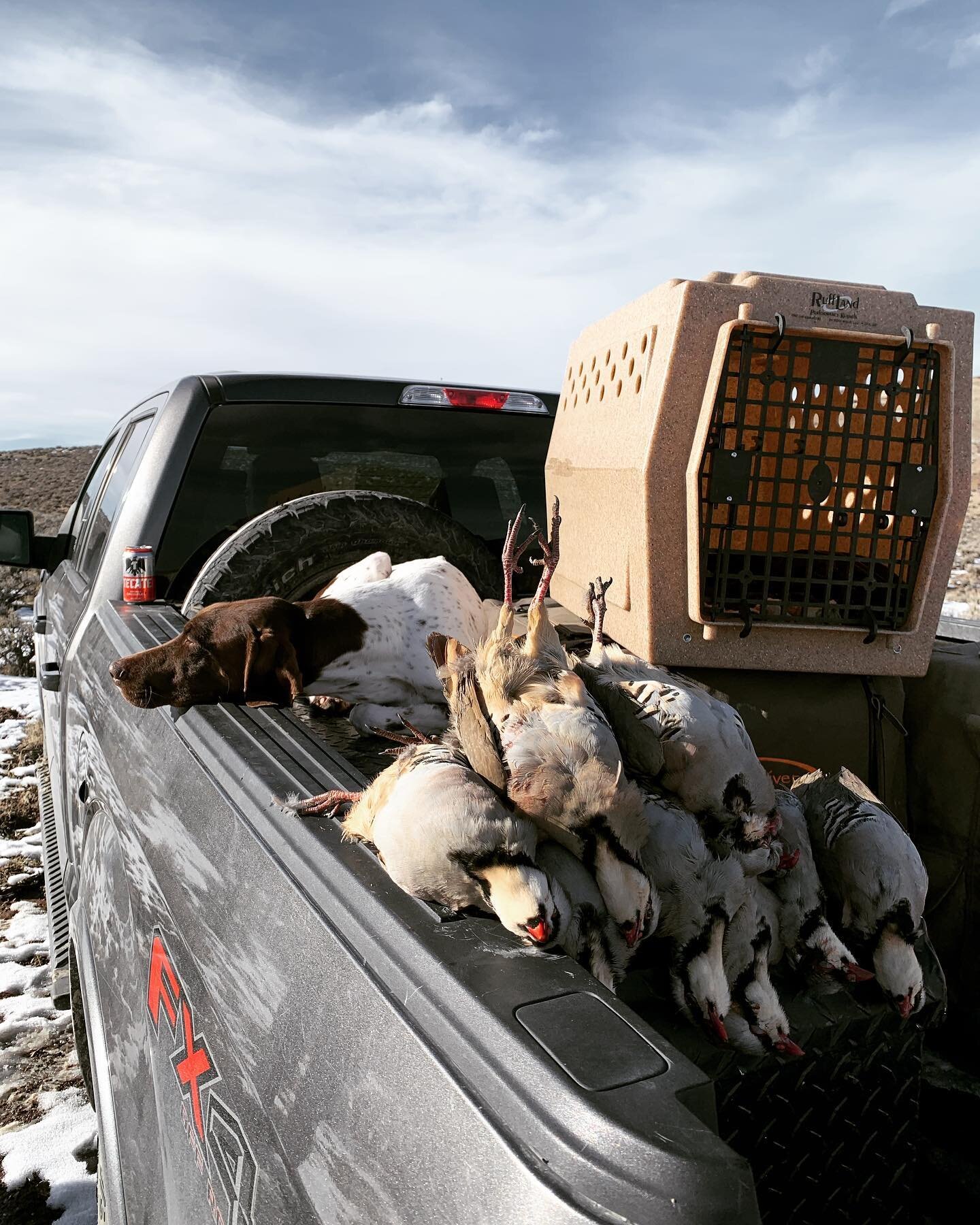 Our miles trekked in a day don&rsquo;t quite equate to their multiplied miles hunting for wild devil birds&mdash;birds are just a bonus 

#chukar #chukarchasers #birddogs #neverspoilyourbirddog #tailgate #tailgatetuesday #AllfortheBirddog #miles #mil