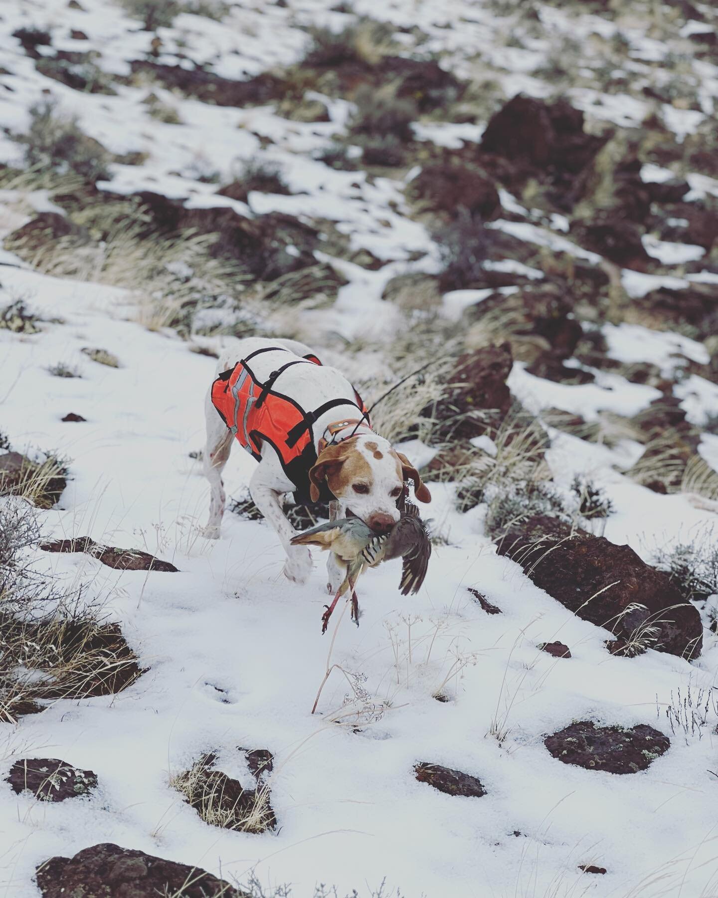 Never easy when a bird hunter loses a birddog&hellip;especially a good one&mdash;&ldquo;Lucy dog&rdquo; recently passed unexpectedly, but quietly, and is now chasin&rsquo; those wild devil birds above&mdash;enjoy every moment with them while ya can, 