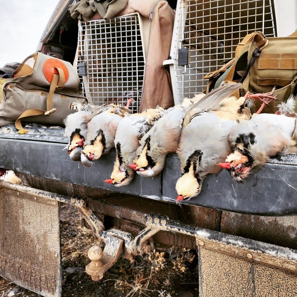 Tailgate Processing 

#chukar #chukarchasers #DIY #wild #public #publiclands #keepitwild