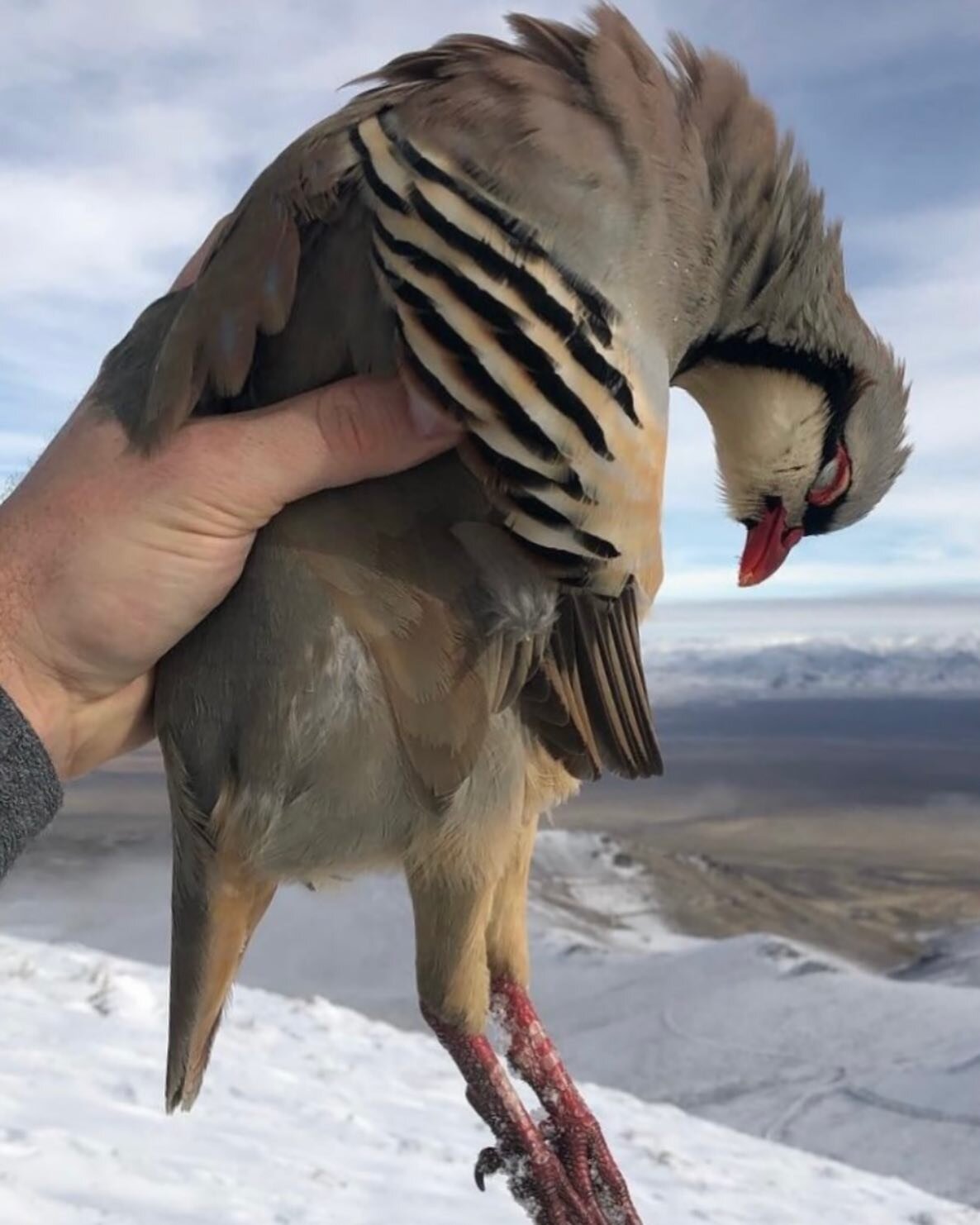 Cheers to those who get lucky today and draw the @nevadawildlife Silver State chukar tag 🏷️ 

(It&rsquo;s been a few years for @olsonatour) 

#chukar #chukarchasers #tags #uplanddraw #drawresults #getlucky #ChukarTag #SilverState