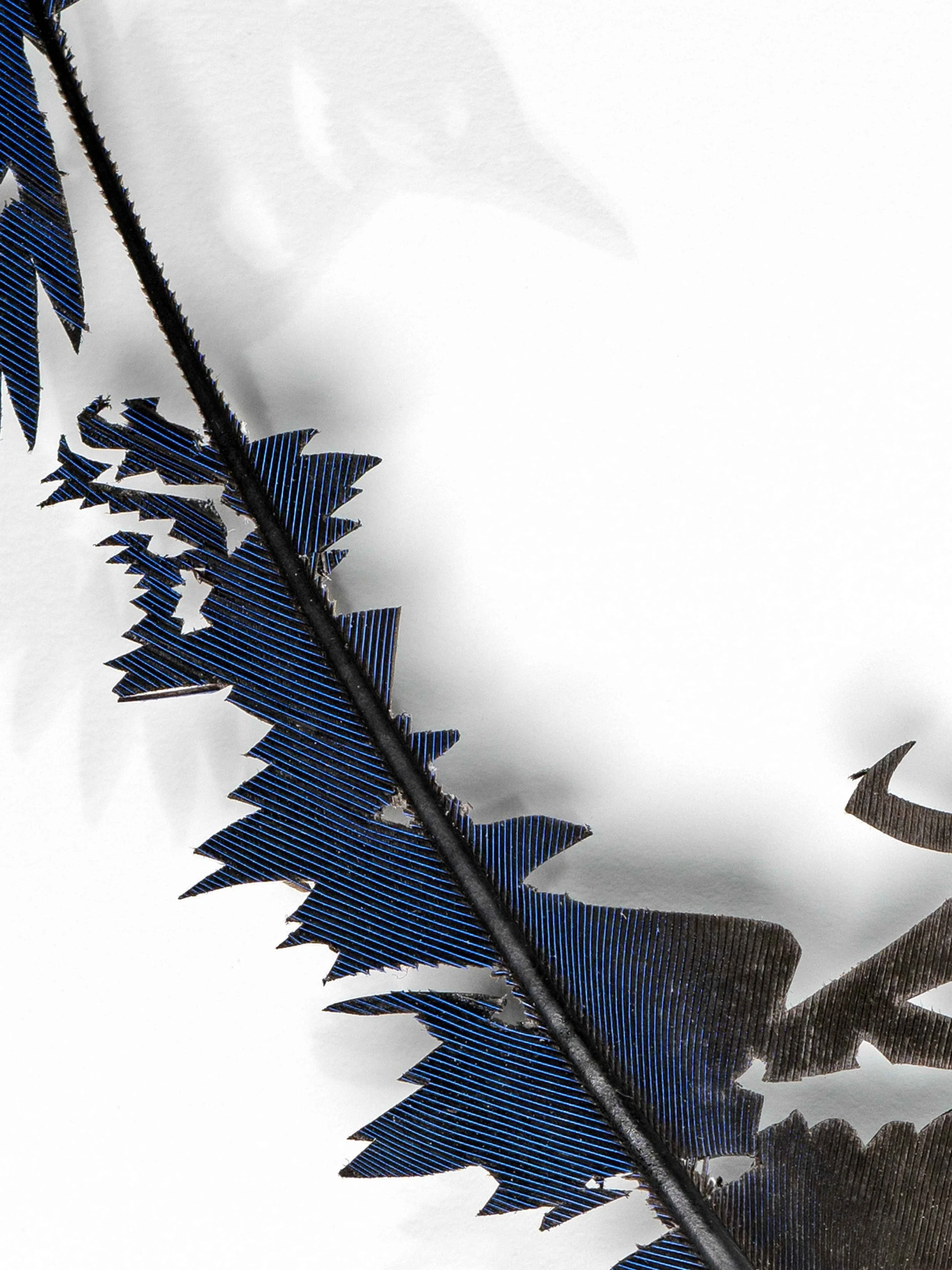 Untitled design (26).jpg