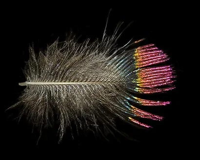 Hummingbird feather