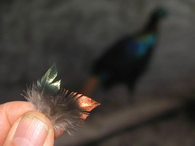 Impeyan Pheasant feathers