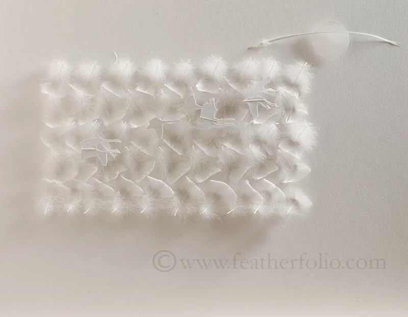 Swan Feather shadowbox, white feathers on white background