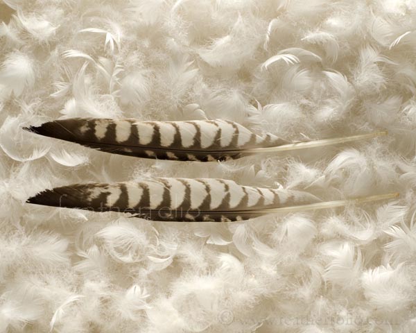 Did you know it's illegal to possess most bird feathers? - Shadows and Light