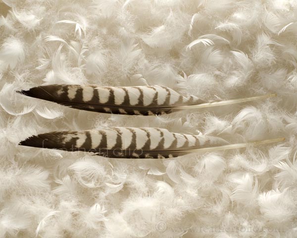 Turkey Craft type Feathers 4 Primary Wing Peacock Natural Shed