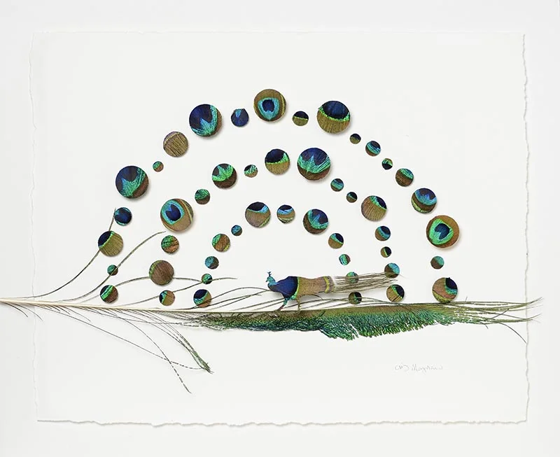 Peacock 6
