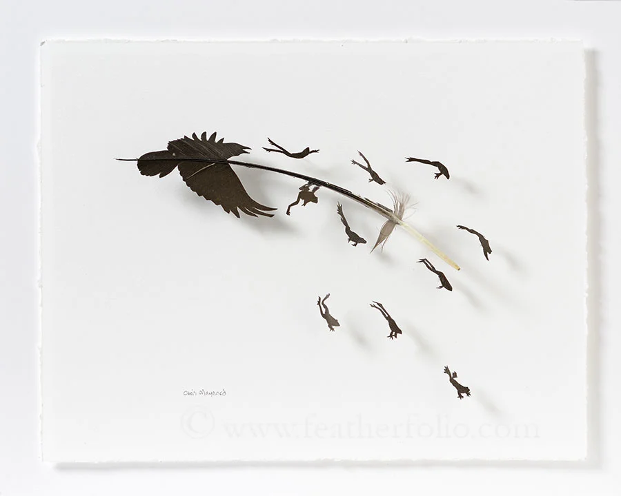 Chris Maynard, Raven Croaks, goose feather, 12" x 15", 2016
