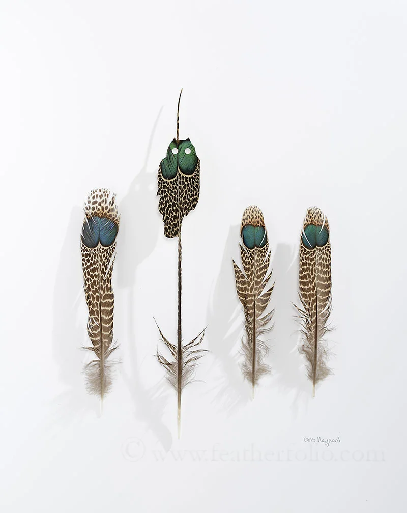 Eyes, 14" x 11", 2016, Chris Maynard, malay peacock pheasant tail feathers