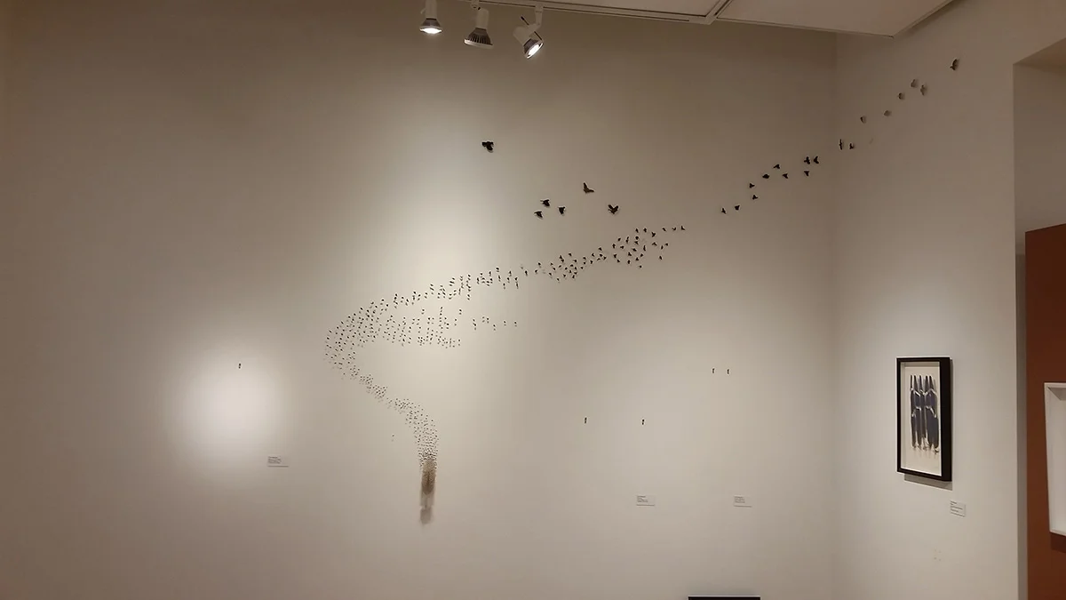 Murmur . 25 or so kinds of feathers . 9' x 12' . Bainbridge Island Museum of Art . 2017