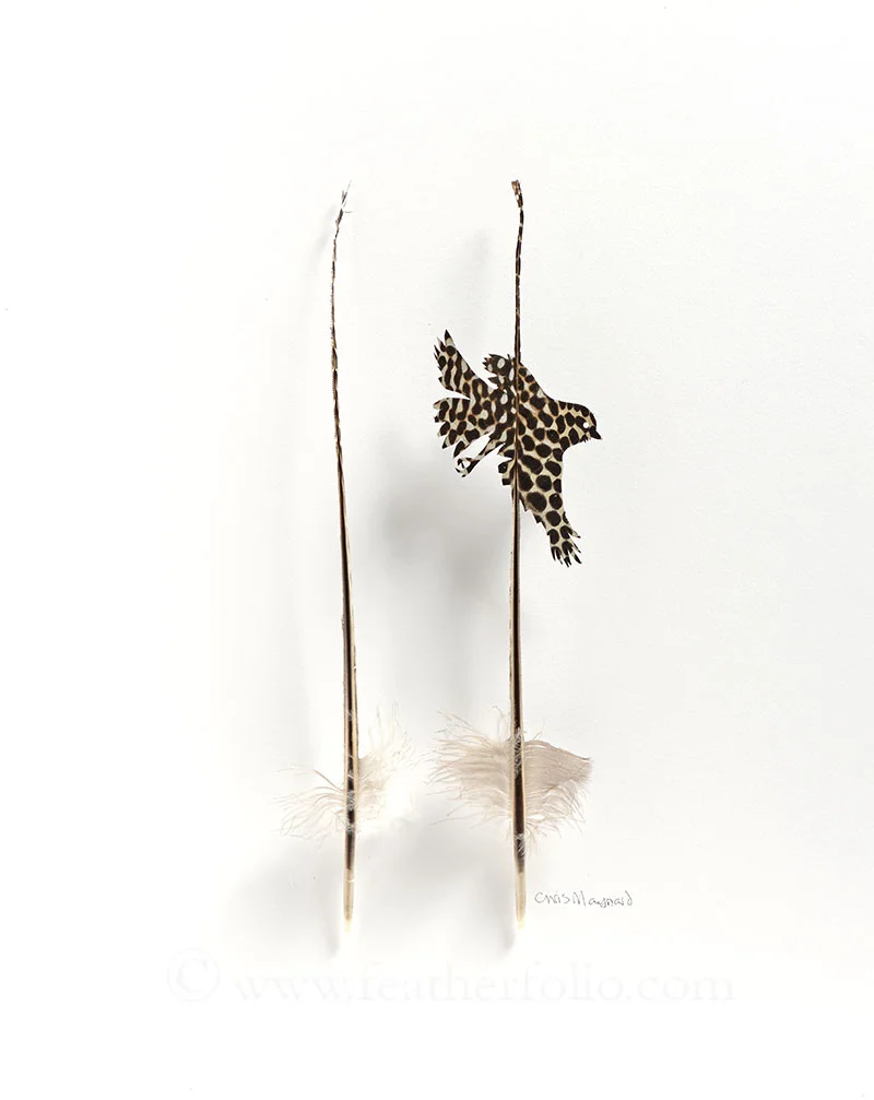 Departure . argus pheasant feather . 2017