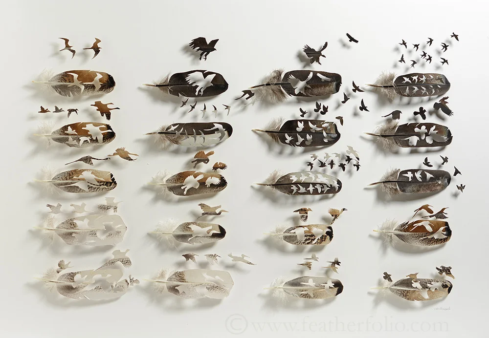 Ornithology . turkey wing covert feathers . 70 cm x 100 cm . 2017