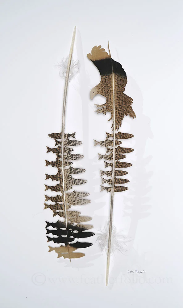 Pluck . turkey tail feathers . 20” x 12”