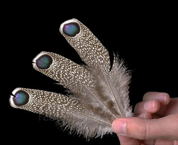 grey peacock wing covert feathers