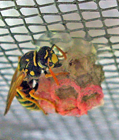 Polistes wasp, wood fiber, and red construction paper