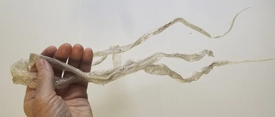 shed snakeskin 4 WEB.jpg