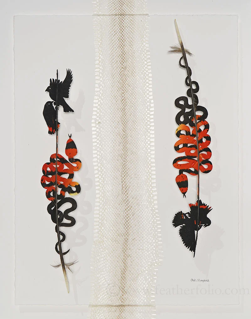 Pay Attention . 15” x 12” . flattened, shed snakeskin and two female red-tail black cockatoo tail feathers