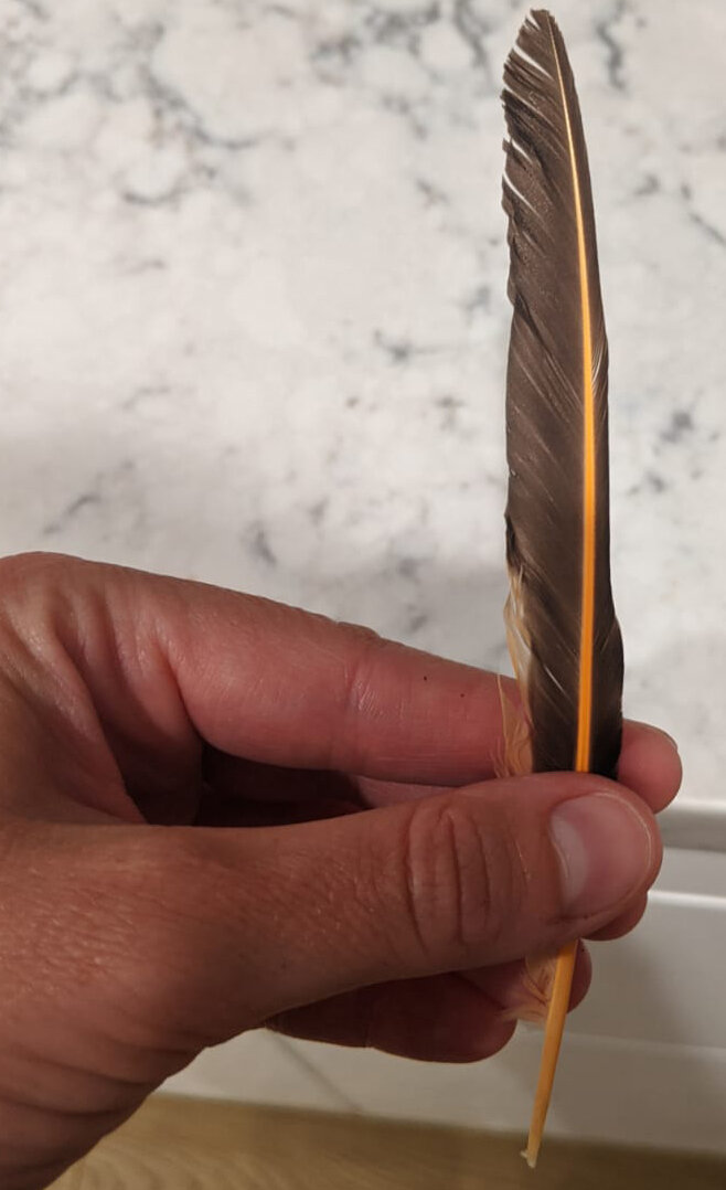 What Bird Is This Lovely Feather From? — Featherfolio