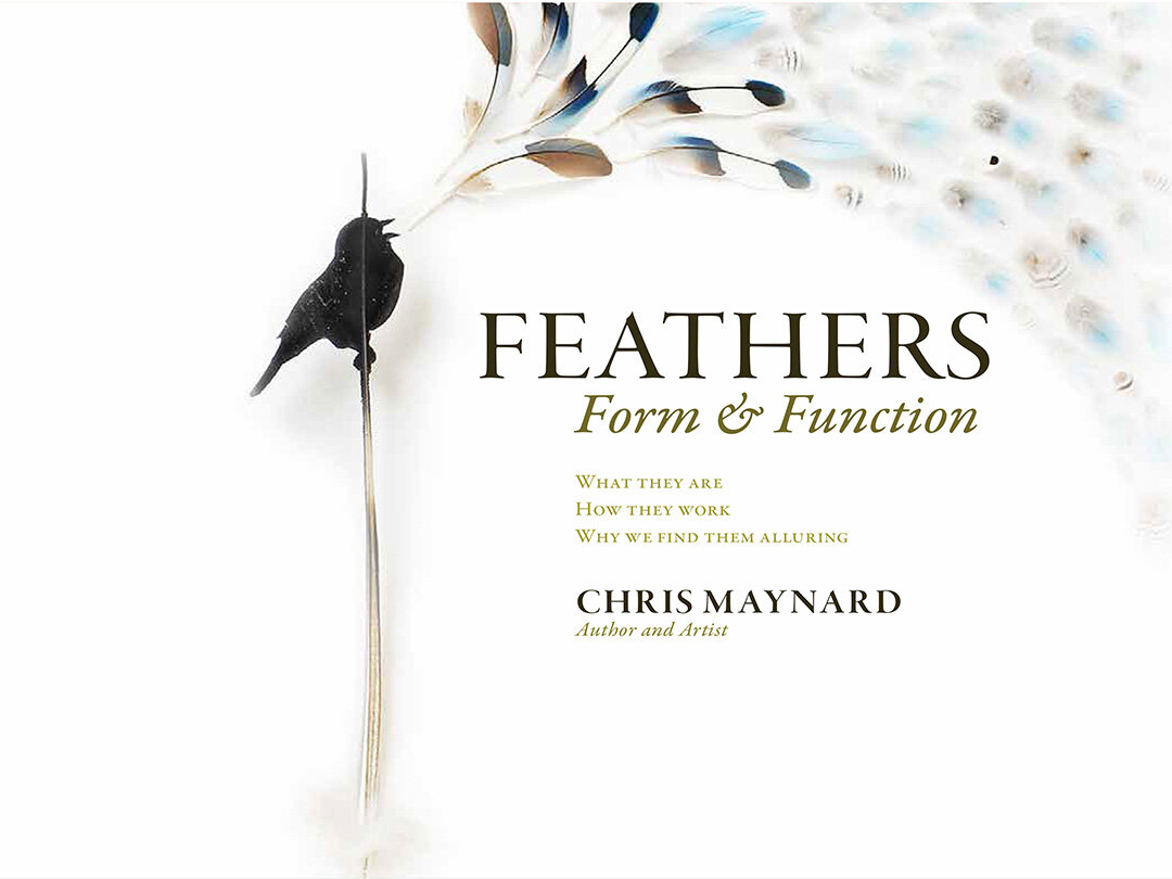 Functional Boxes  Birds of a Feather