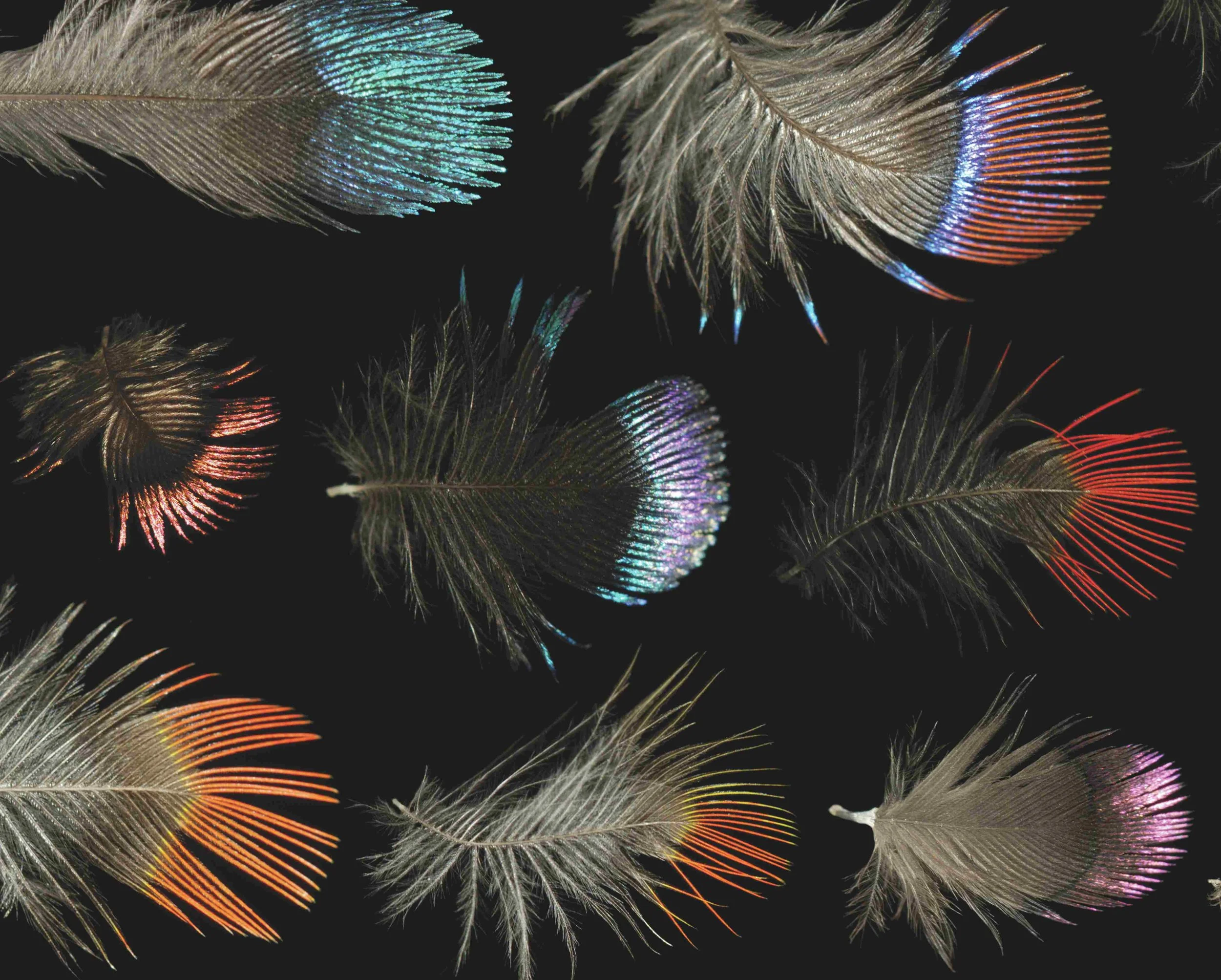 Untitled design (36).jpg