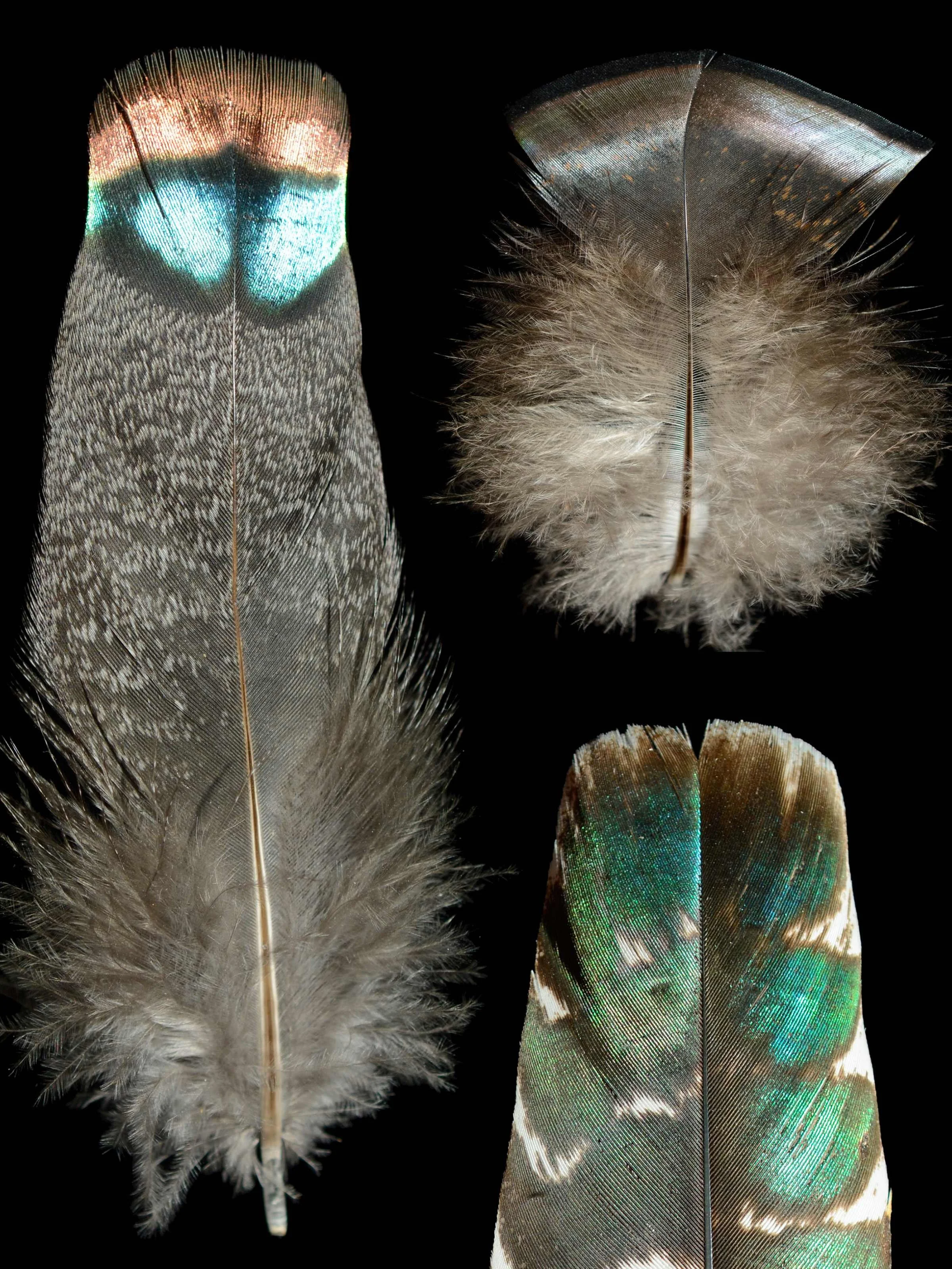 Untitled (2400 x 3200 px) (1).jpg