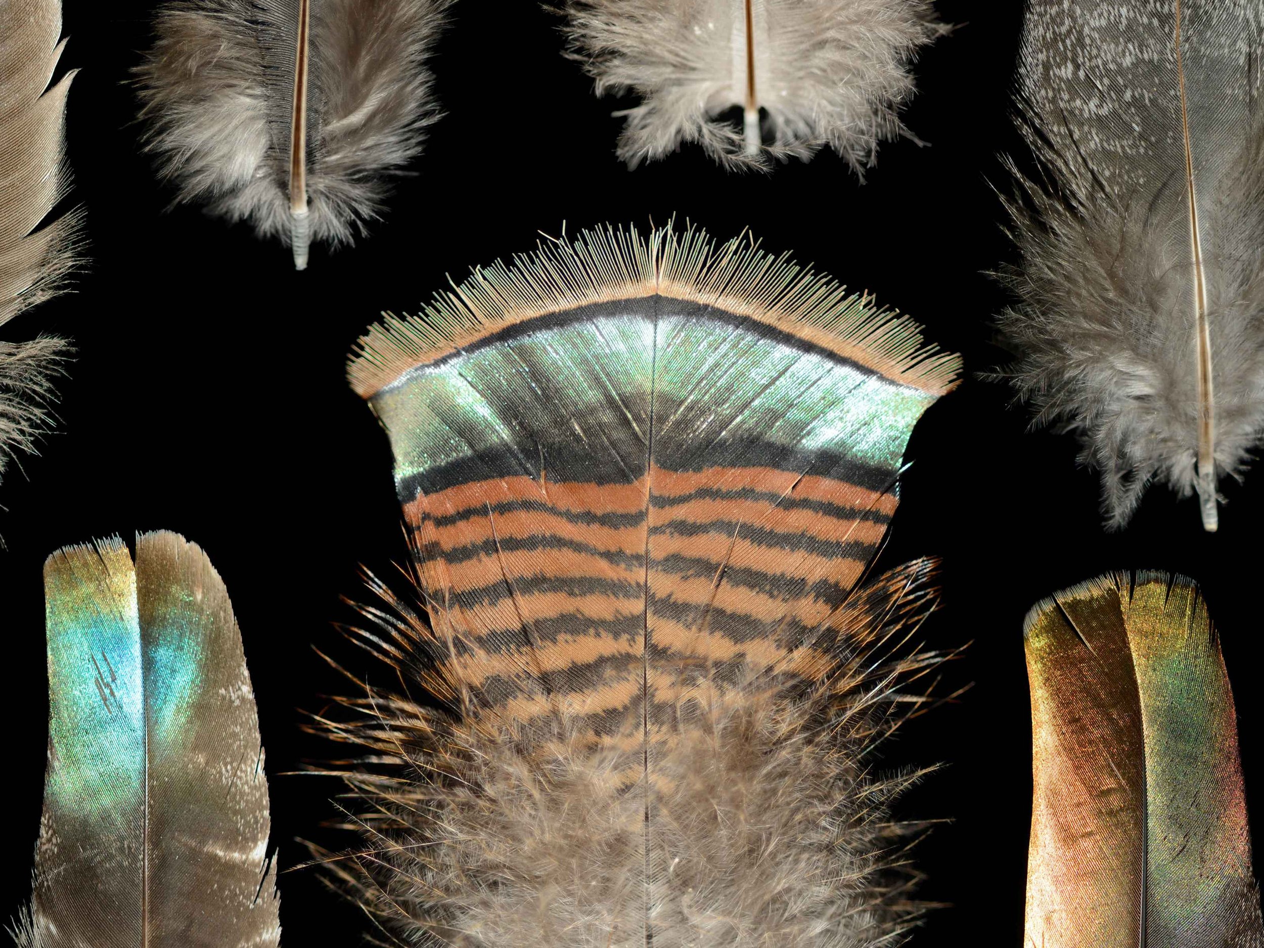 Untitled design (38).jpg