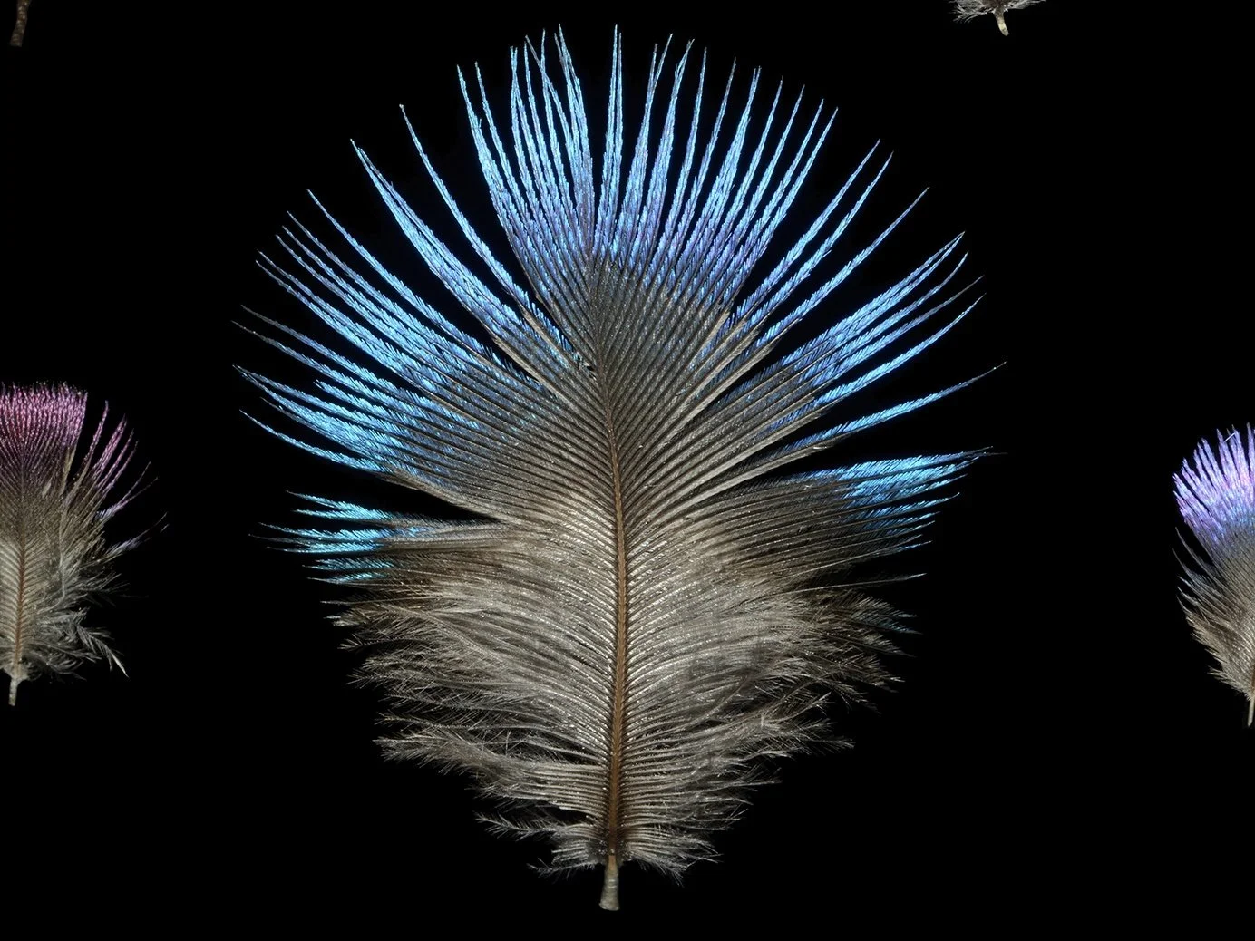 African Starlings (3).jpg