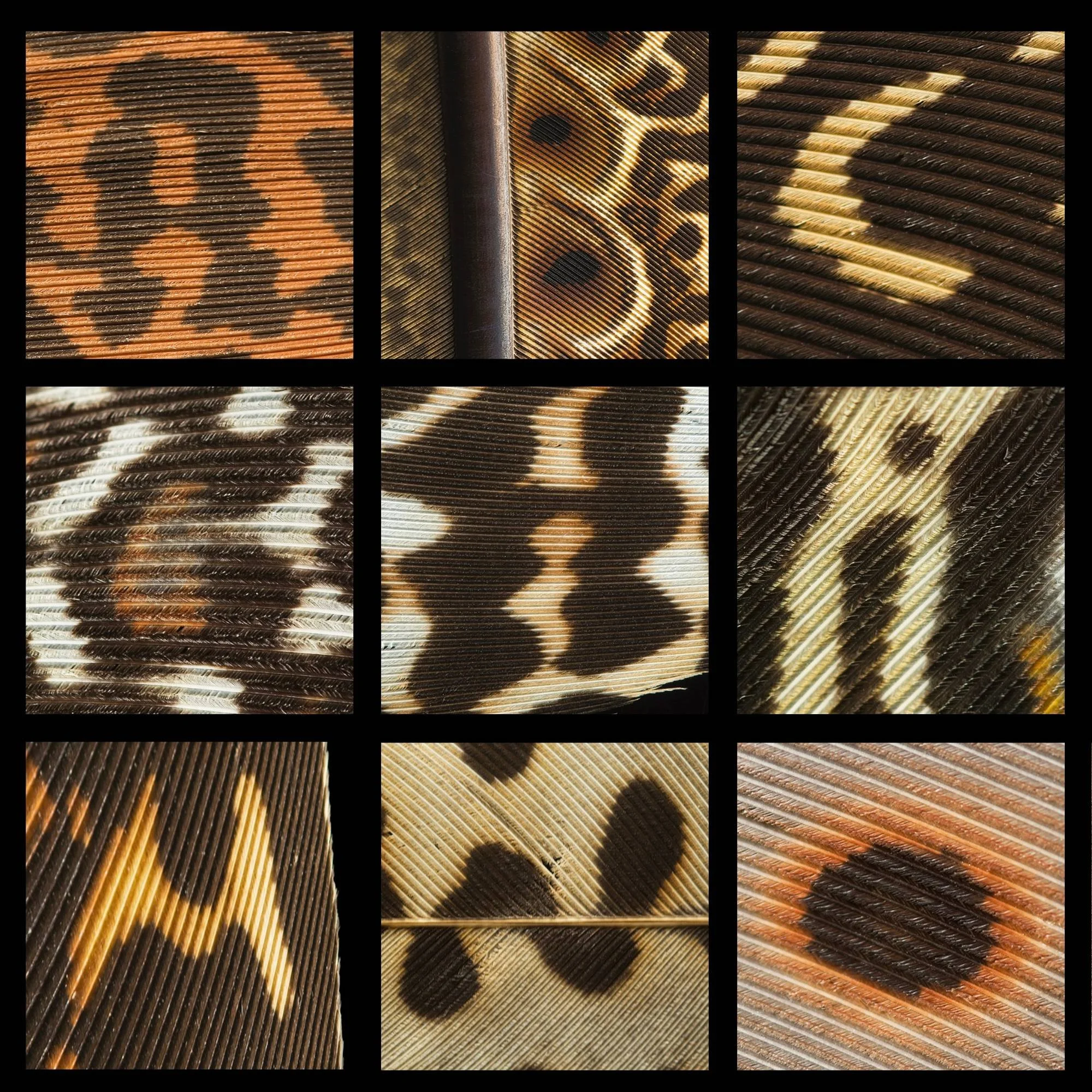 Untitled design (2).jpg